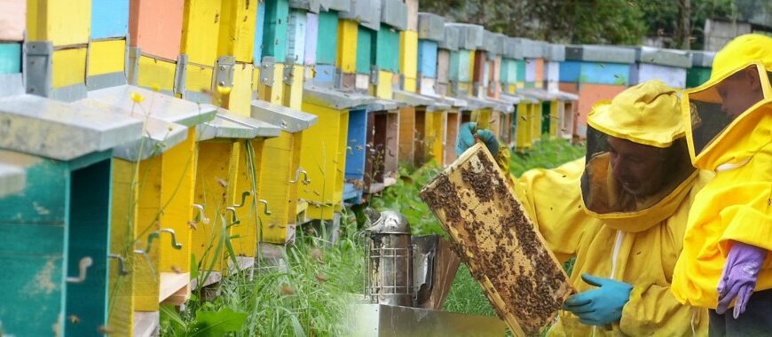 Il tour gastronomico dell'Italia biologica ci porta nel Parco Adamello Brenta per gustare il miele delle Dolomiti