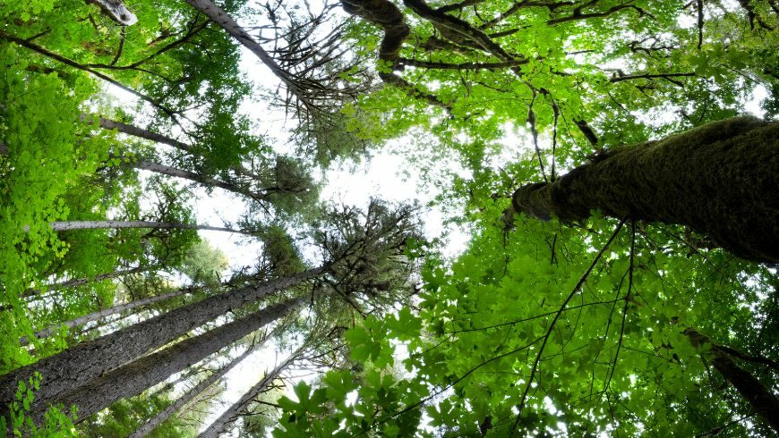 Foresta secolare, progetto per catturare la CO2 e raggiungere il net zero