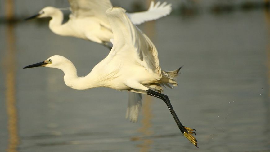 Airone bianco maggiore i volo