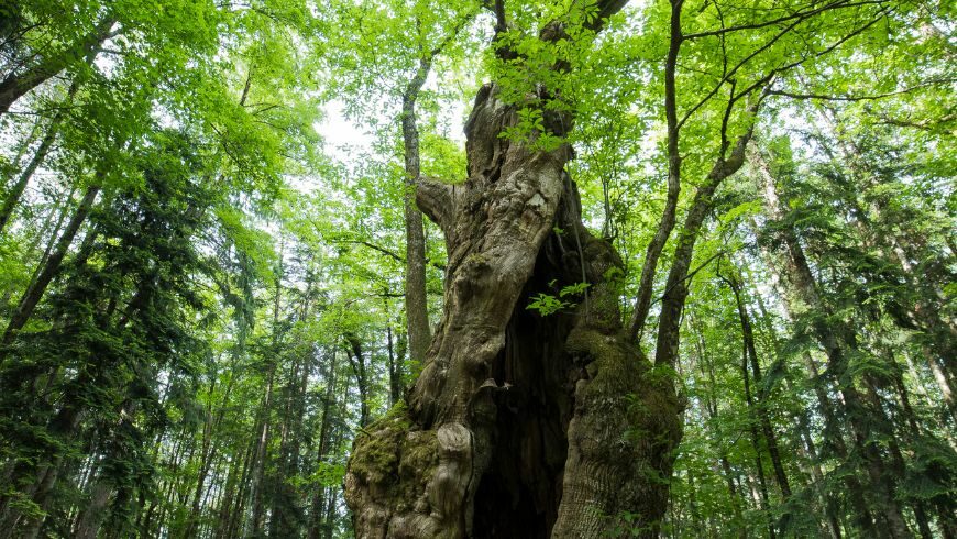 Bosco dell'Eremo di Camaldoli