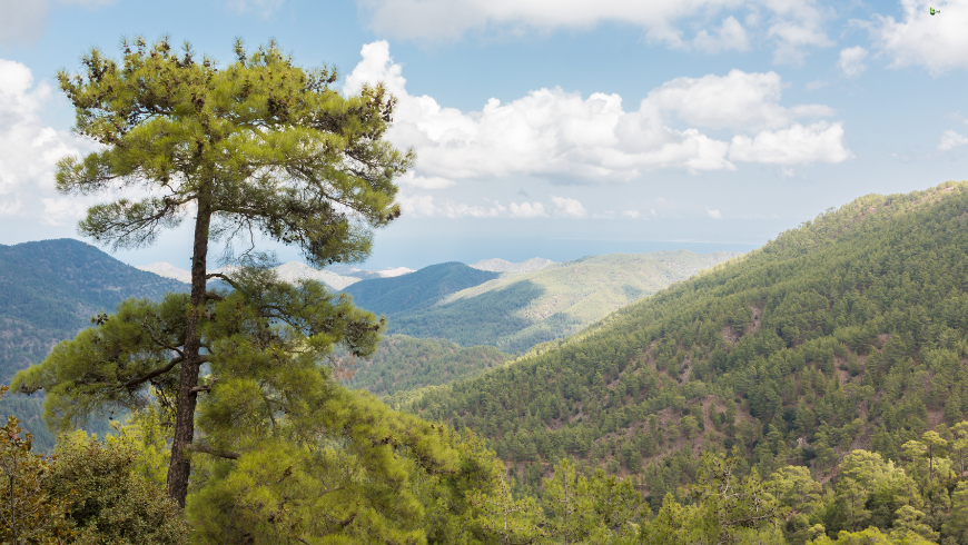 Montagne Troodos, Cipro