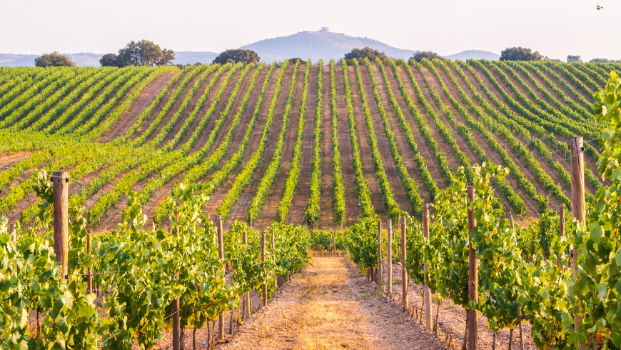 L'Alentejo è una regione storica e rinomata di vini e vigneti