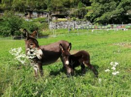 Dalla Natura La Salute: asini