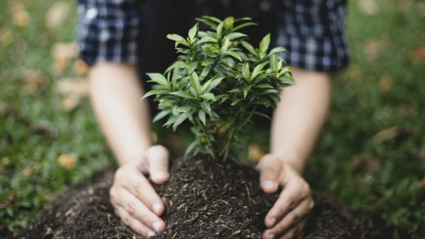 piantare un albero