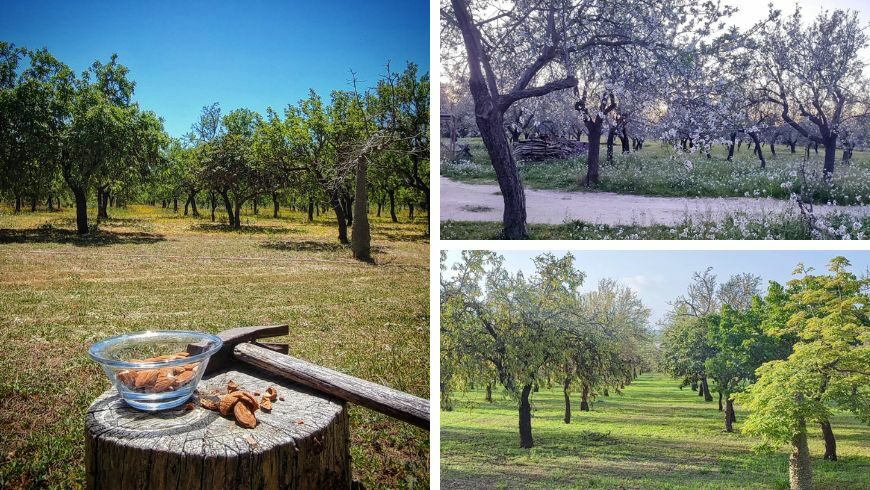 Mandorli e azienda agricola biologica