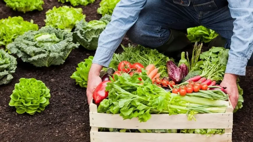 Cibo locale e biologico da fornitori green