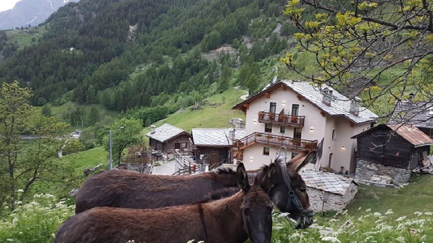 Gli asini e Alpe Rebelle