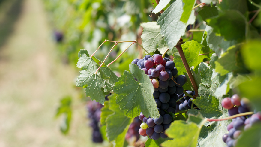 I vini del Monferrato sono tra i più famosi d'Italia. Un soggiorno in questo territorio è quindi l'occasione perfetta per scoprirli, con visite guidate nelle aziende agricole e degustazioni in cantina o tra i vigneti