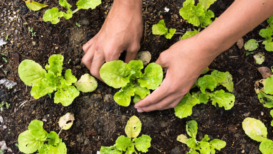 Esperienze di giardinaggio in vacanza