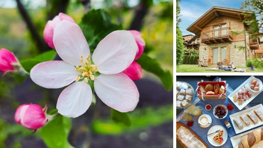 Adotta un melo all'Agriturismo eco-friendly La Crucola, Trentino Alto Adige