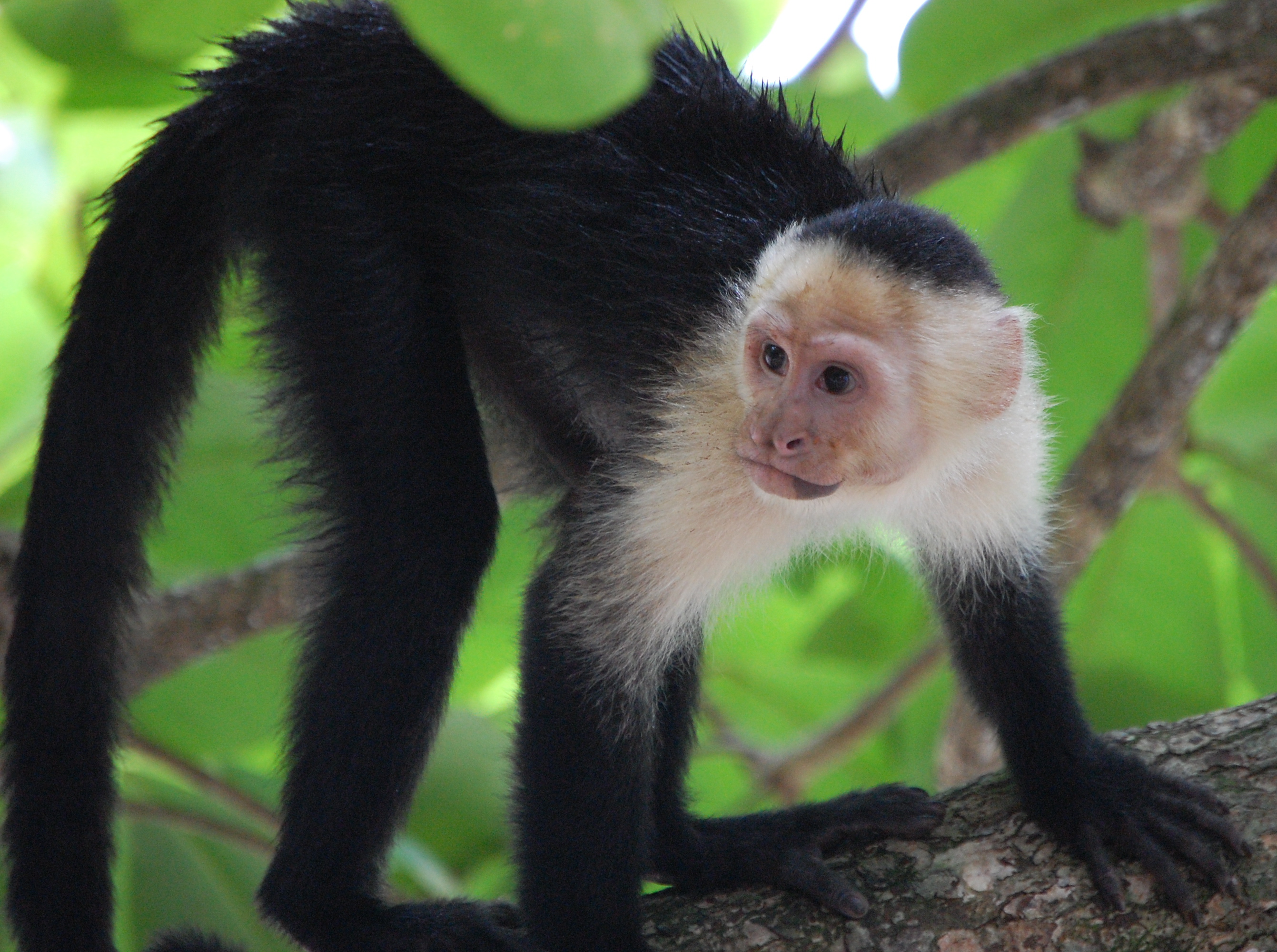 Scimmia dalla faccia bianca, animali in Costa Rica