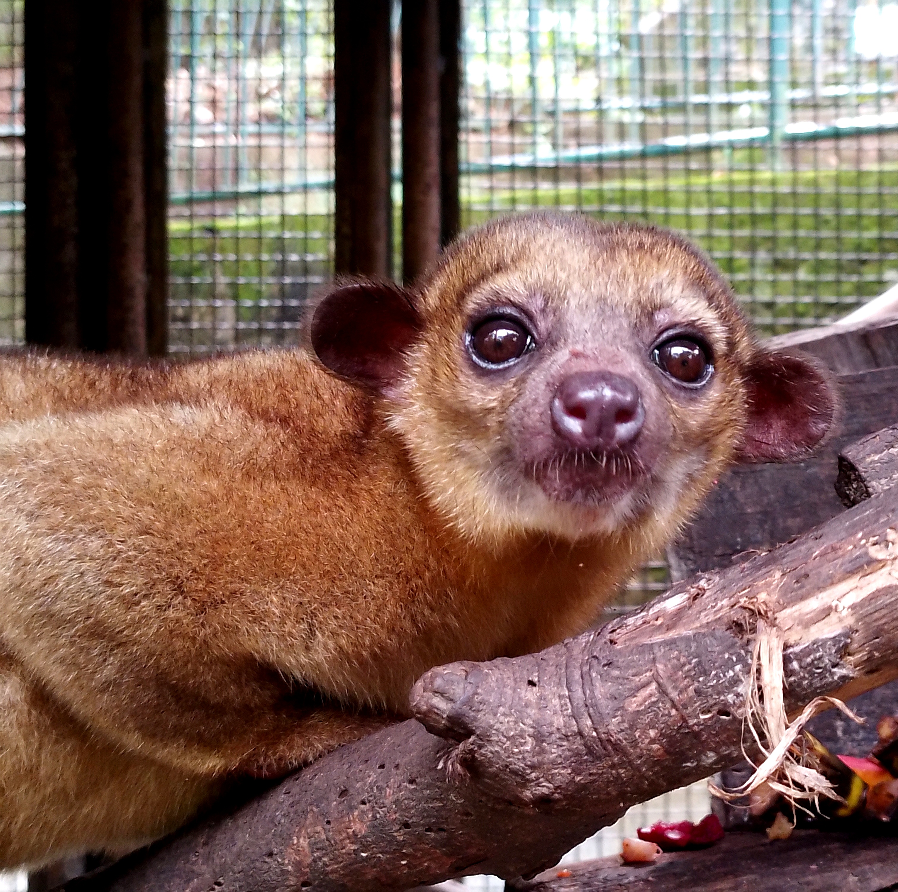 Kinkajous, uno degli animali incredibili del costarica