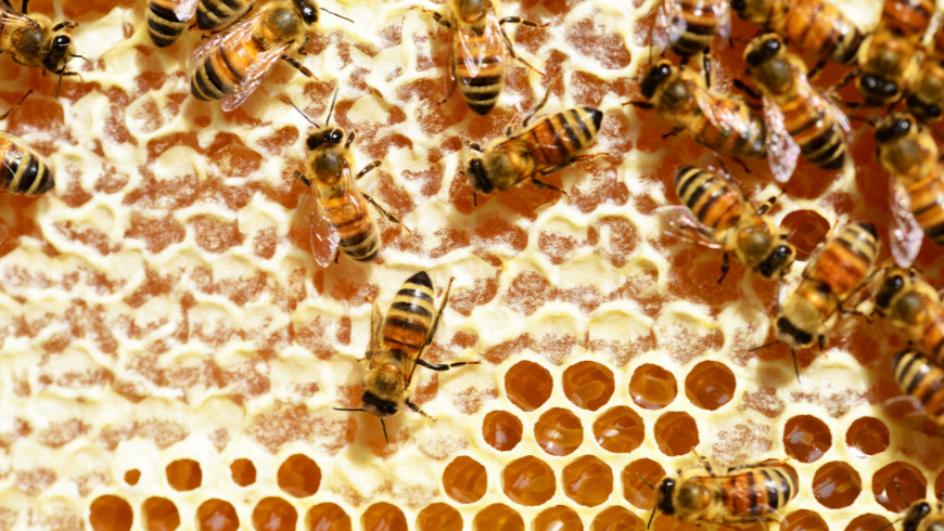 Salvare le api per salvare noi e l'ambiente
