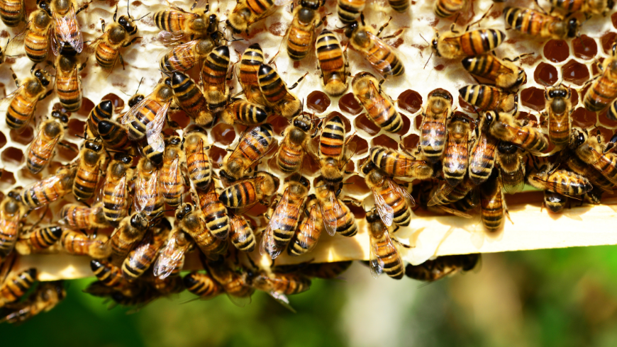 Salvare le api per salvare noi e l'ambiente