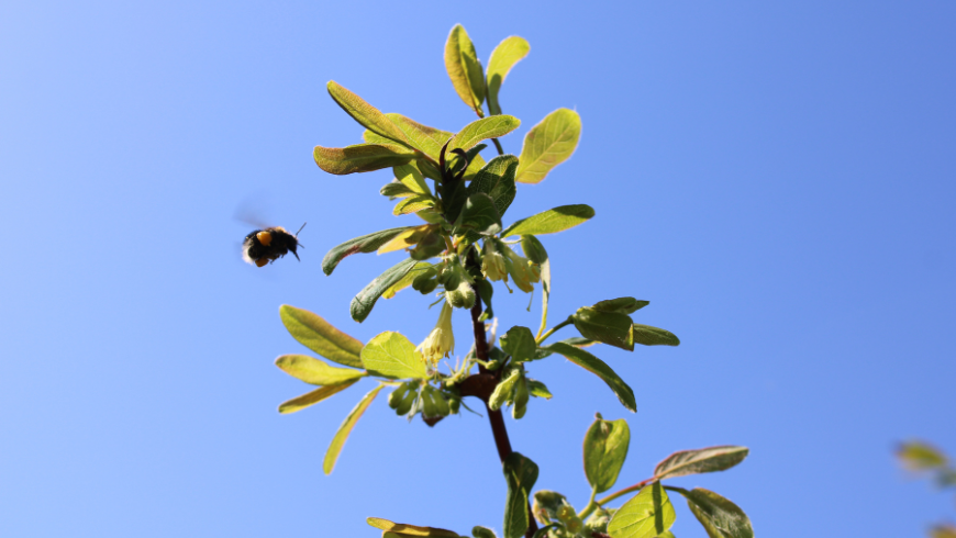 Salvare le api per salvare noi e l'ambiente