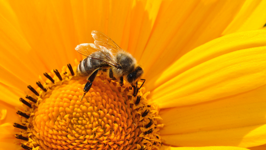 Salvare le api per salvare noi e l'ambiente