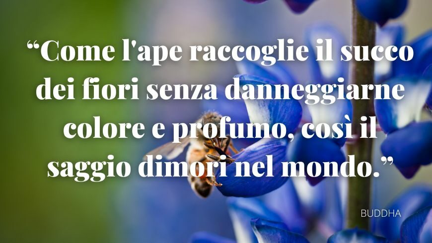 Come l'ape raccoglie il succo dei fiori senza danneggiarne colore e profumo, così il saggio dimori nel mondo. Buddha