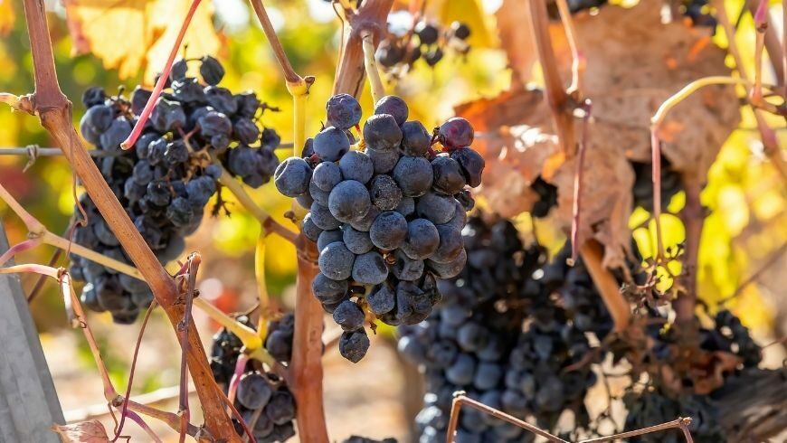 Vigneti Costa Blanca
