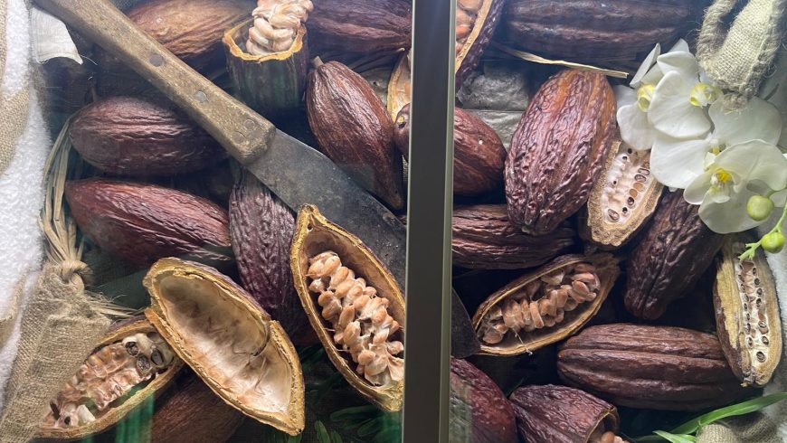 Cacao in chicchi