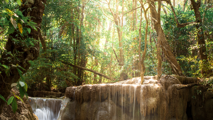 Hutan hujan Amazon adalah hutan hujan terluas di dunia dengan sistem perairan terluas.