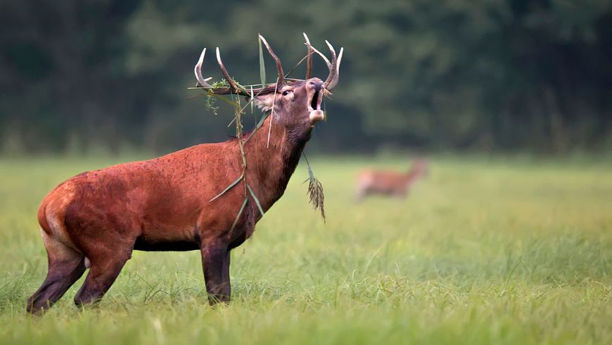 Cervo che bramisce