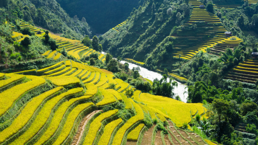 Sawah hijau yang indah di Sapa, Vietnam