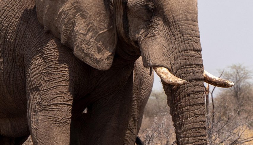 La lista delle specie protette si allunga sempre di più