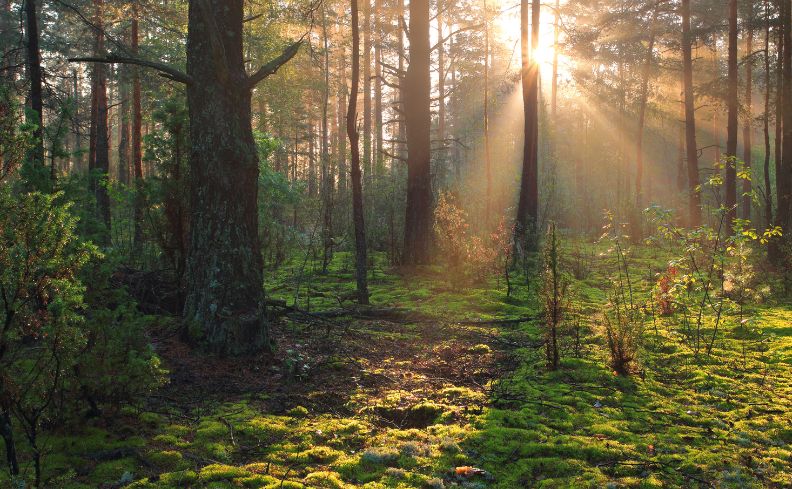 Preserviamo i nostri alberi e le nostre foreste per un mondo eco-sostenibile,