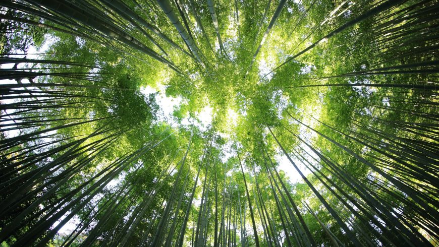Foto di una foresta con gli alberi che  si chiudono sopra l'obiettivo