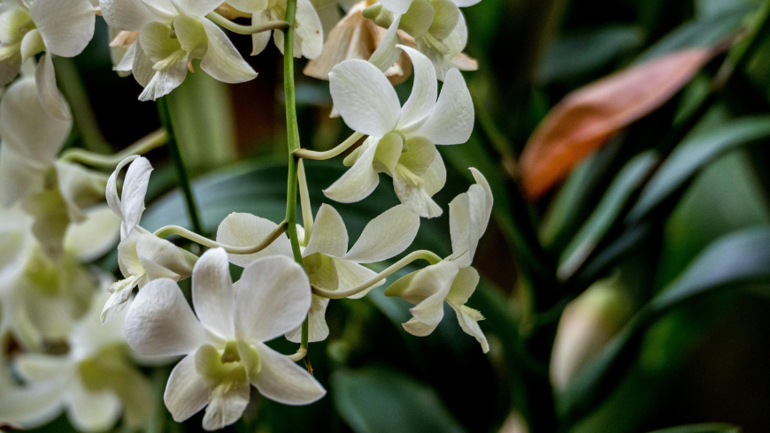 Orchidea, fiore bellissimo e pianta adatta a purificare l'aria in appartamento