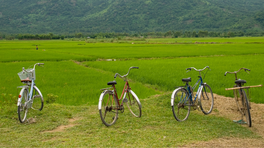 Quattro biciclette parcheggiate in una risaia in Vietnam