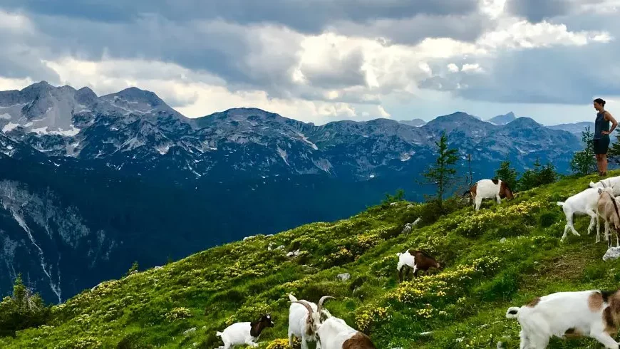 fattoria rigenerativa in slovenia