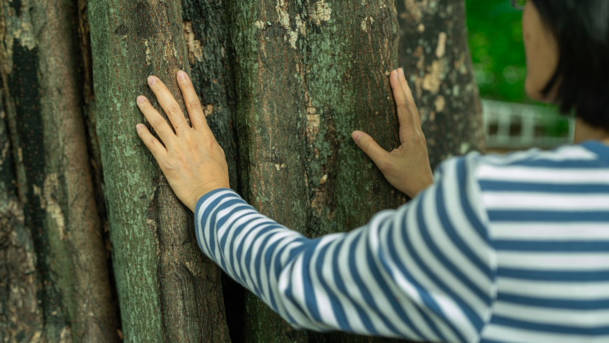 Il Forest Bathing coinvolge tutti i sensi: accarezzare la corteccia di un albero, ascoltare i suoni generati dalla natura circostante