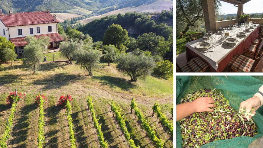 Poggio dell'Artilla, fattoria rigenerativa nella tuscia viterbana, raccolta delle olive e pranzo con prodotti a km zero