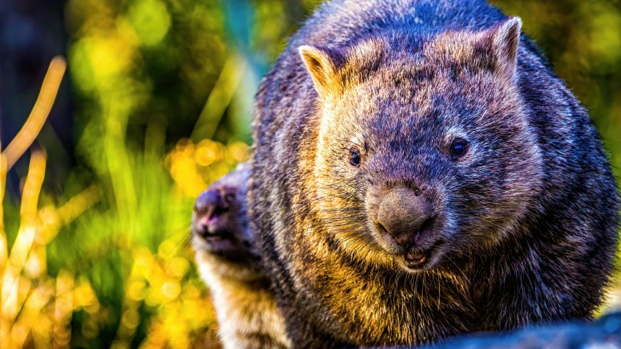 wombat nel parco                                         naturale di Wilsons in Australia