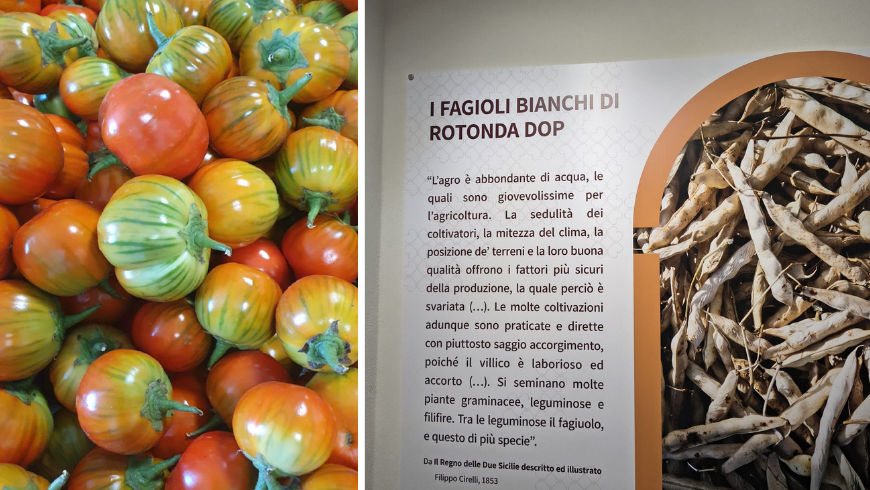 Melanzana Rossa e Fagiolo bianco di Rotonda