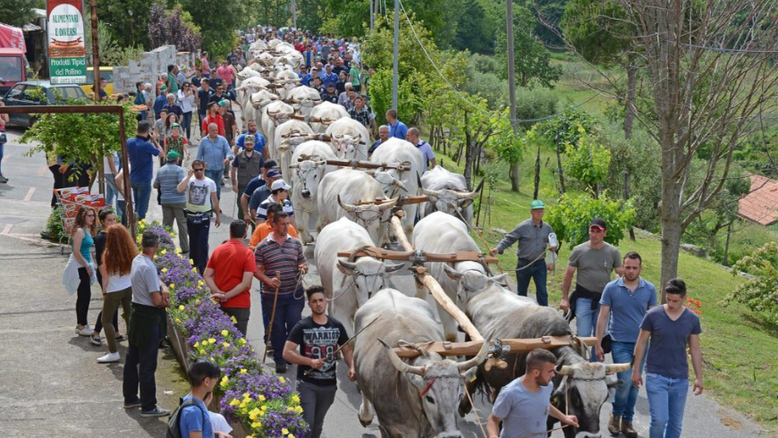 processione con persone e buoi