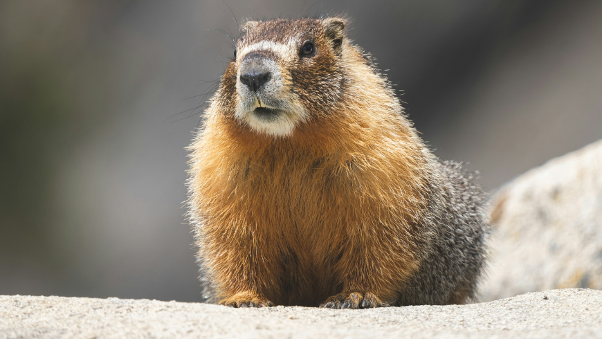 Marmotta nei Pirenei su una roccia durante un'escursione.