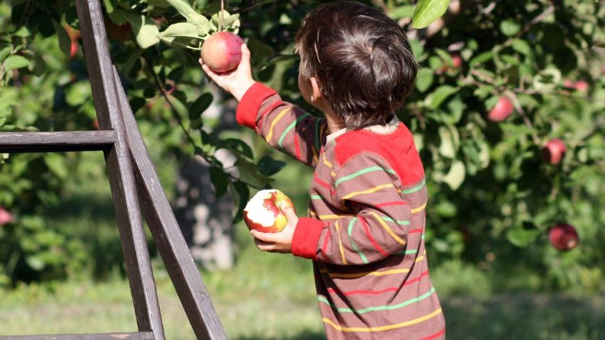 bambino che raccoglie una mela in giardino di permacultura.
