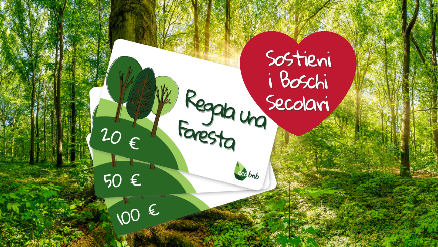Sostieni i boschi secolari con le Giftcard Ecobnb