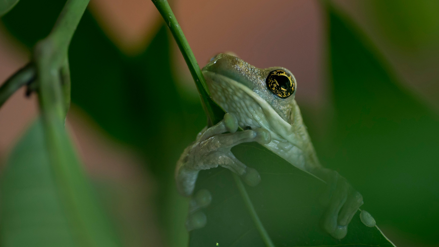 Riserva Nazionale di Tambopata, angolo dell'Amazzonia in Perù