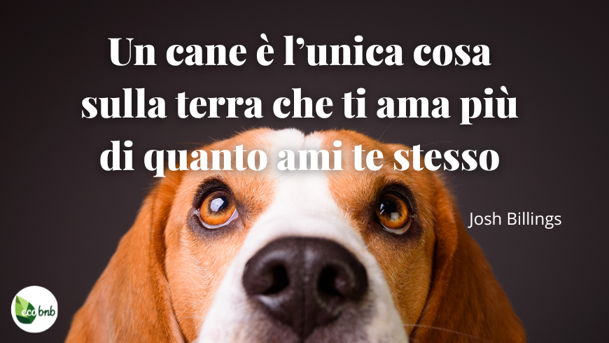 Citazione sugli amici a quattro zampe: Un cane è l’unica cosa sulla terra che ti ama più di quanto ami te stesso