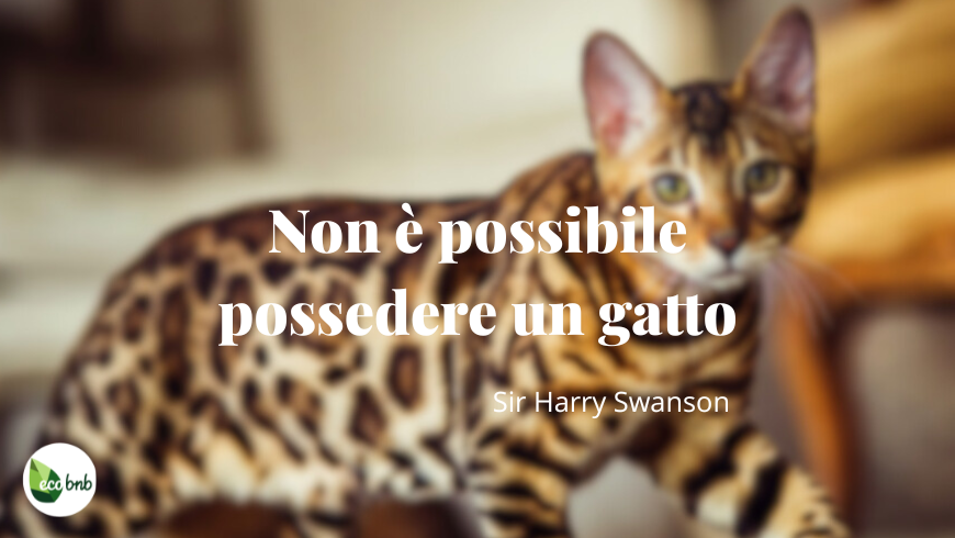 Citazione sul gatto