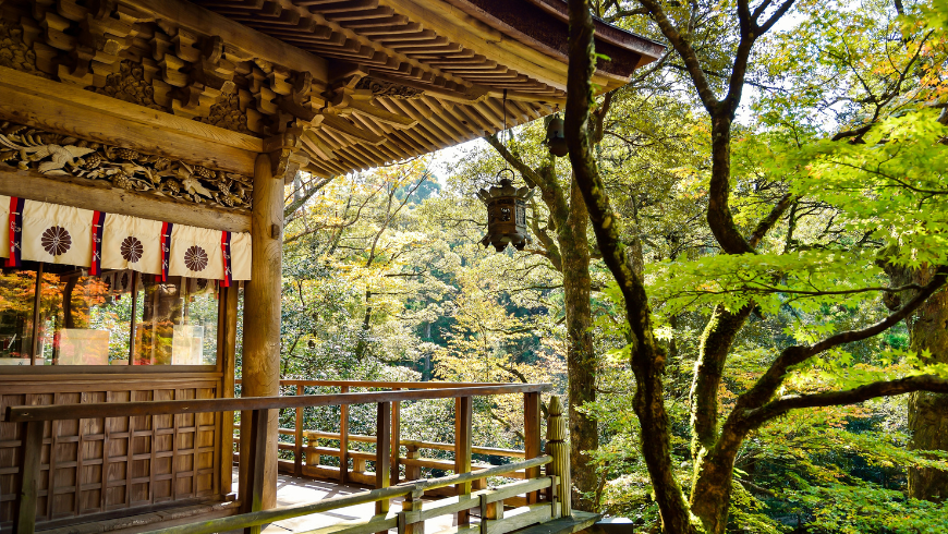 Eco lodge surrounded by forest and nature
