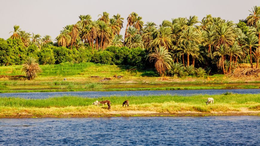Natura vicino al Nilo