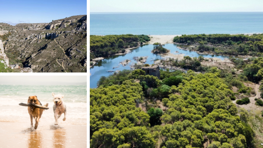 cani che corrono liberi nella spiaggia e della Riserva Naturale di Stornara