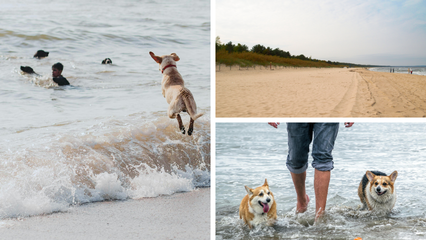 Immagini di cani e padroni sulla spiaggia e della spiaggia e pineta