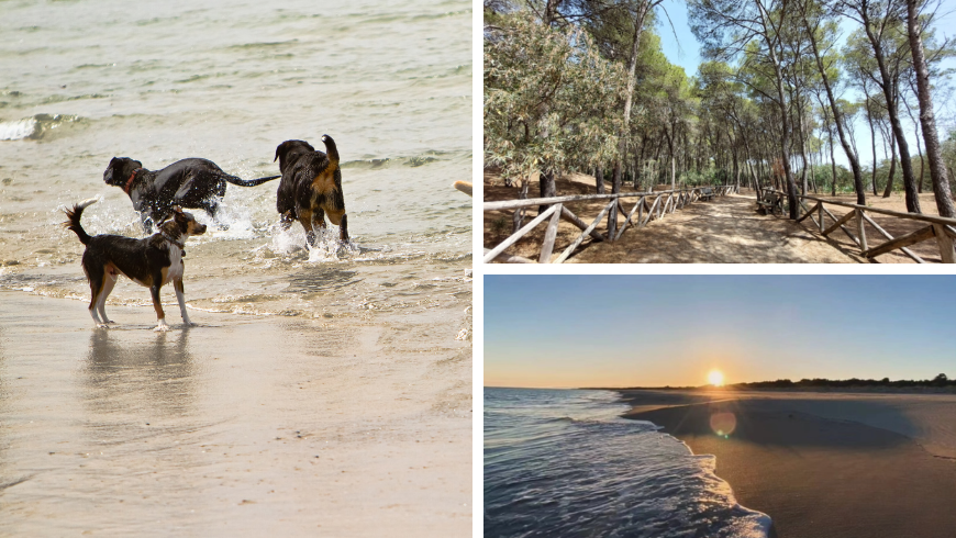 Dune della Riserva Naturale di Stornara al tramonto, la passeggiata tra la pineta e cani che giocano a riva