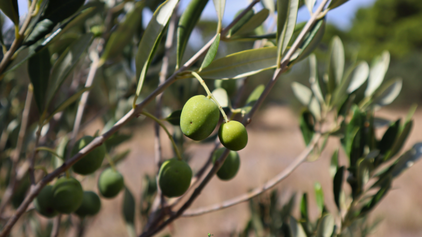 Raccolta delle ulive in Abruzzo