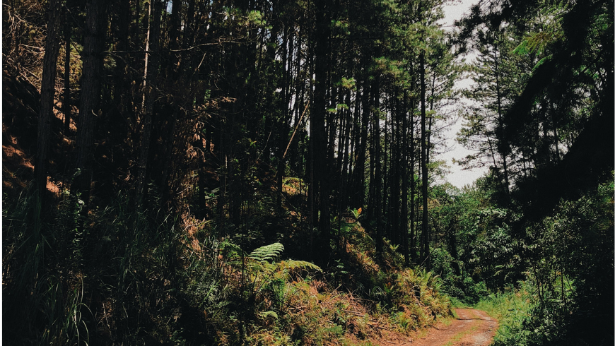 Boschi e natura incontaminata